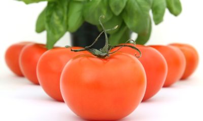 גידול עגבניות אצלכם בגינה! ראו כמה קל זה לגדל בעצמכם